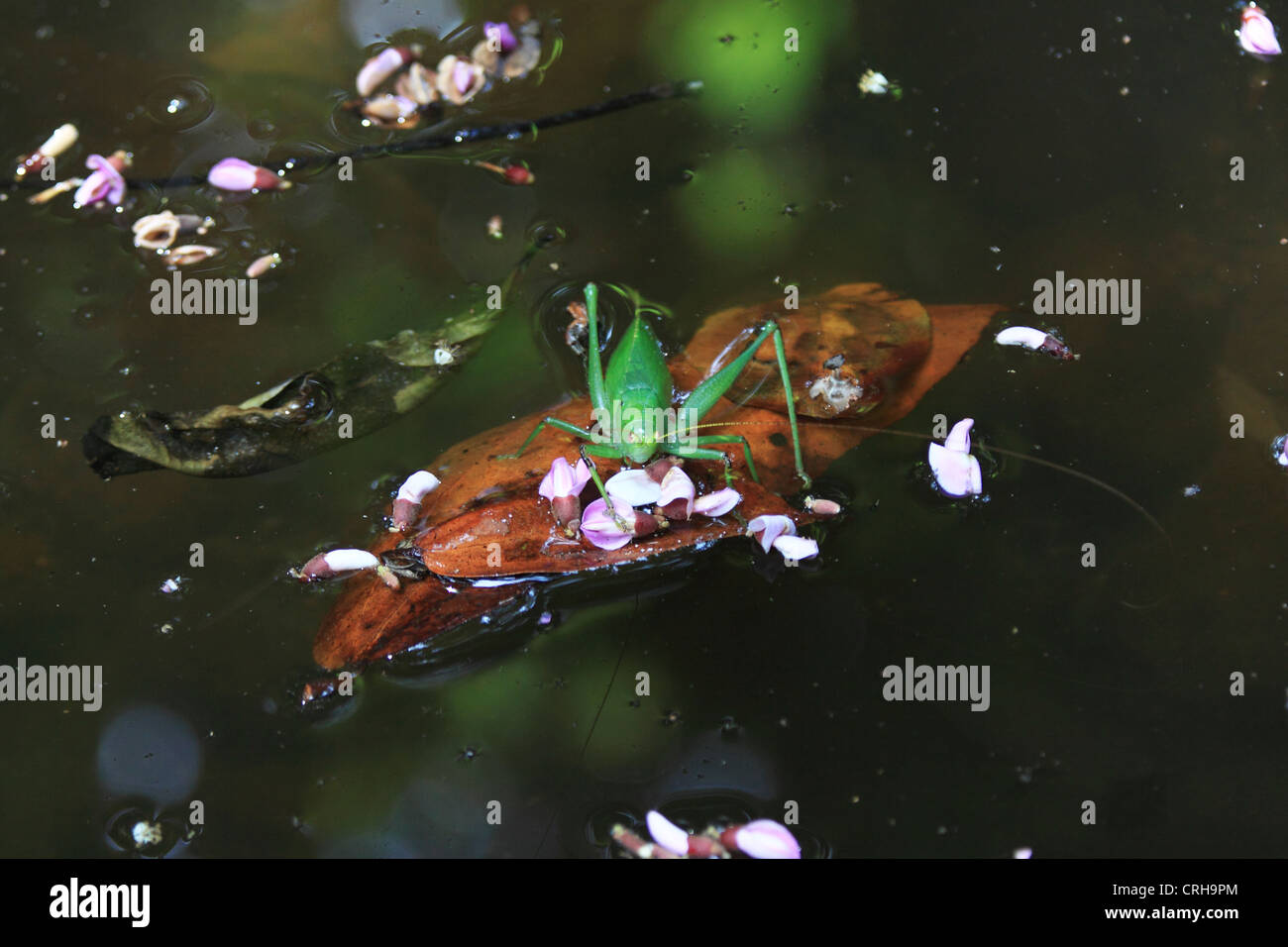 Katydid on floating leaf in rainforest stream.  Corcovado National Park, Osa Peninsula, Costa Rica. Stock Photo