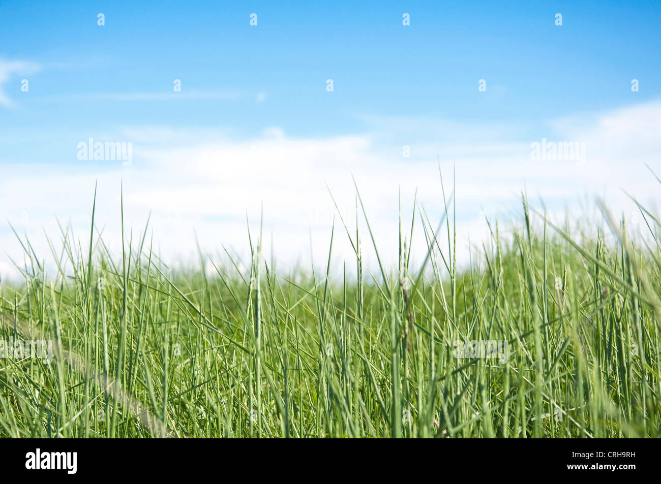 Green grass and blue sky Stock Photo - Alamy