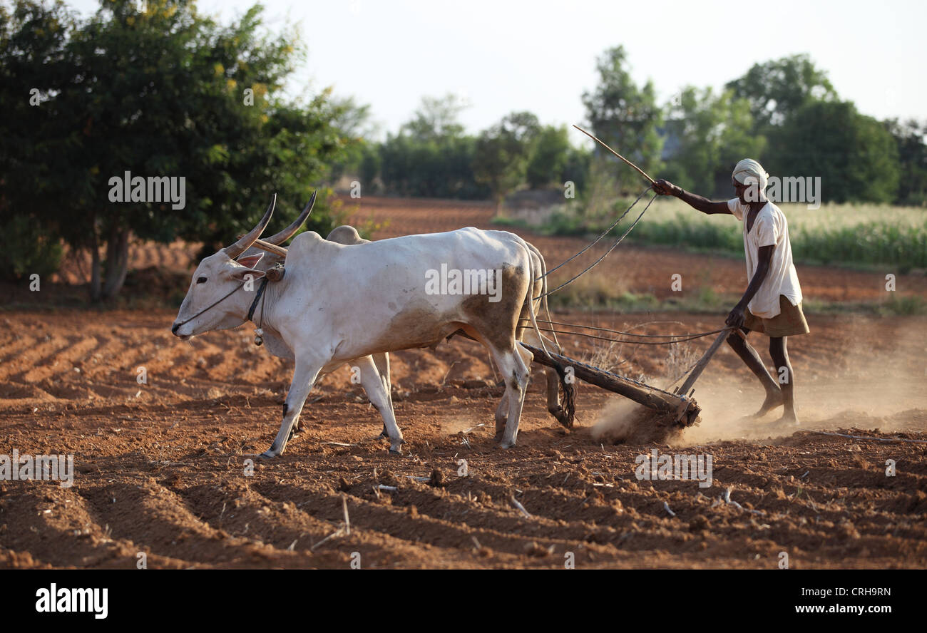 pictures of indian farmers working in fields