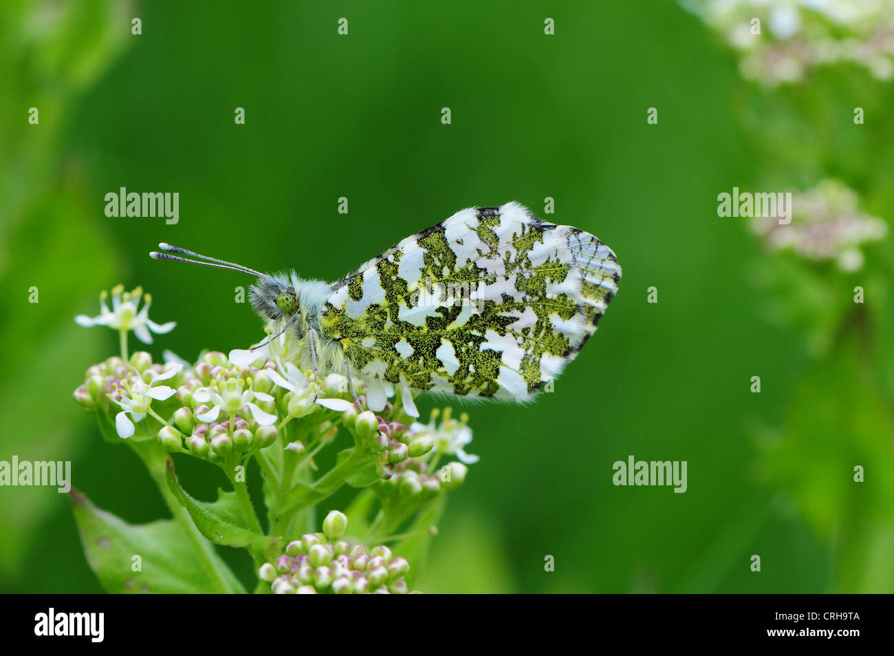 Orange tip butterfly Anthocaris cardamines showing underside of wing on Hoary Cress or Hoary Peppermint Cardaria draba Stock Photo