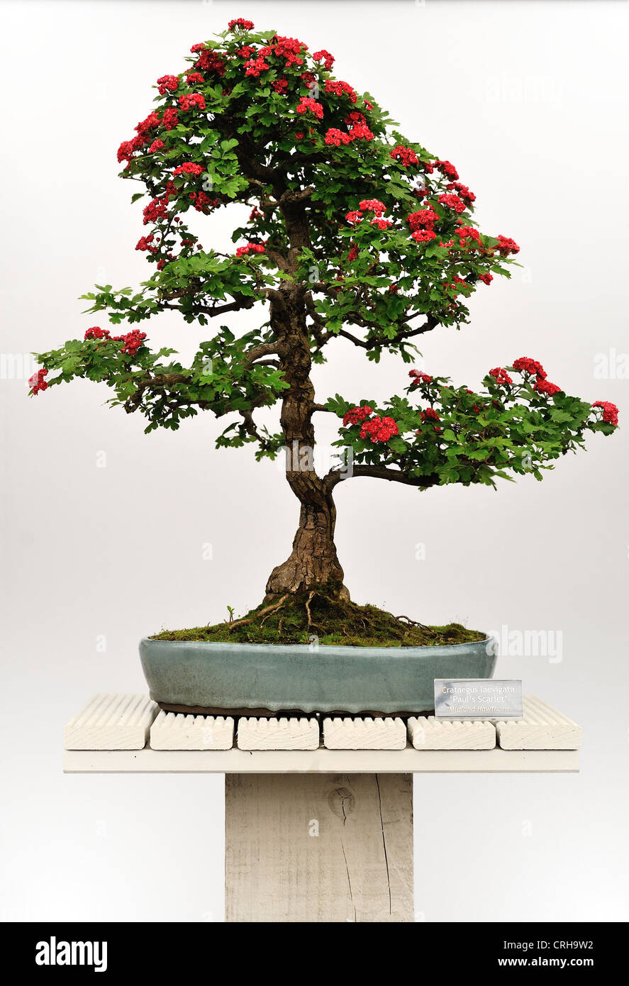 Chelsea Flower Show 2012 Bonsai Tree Stock Photo Alamy