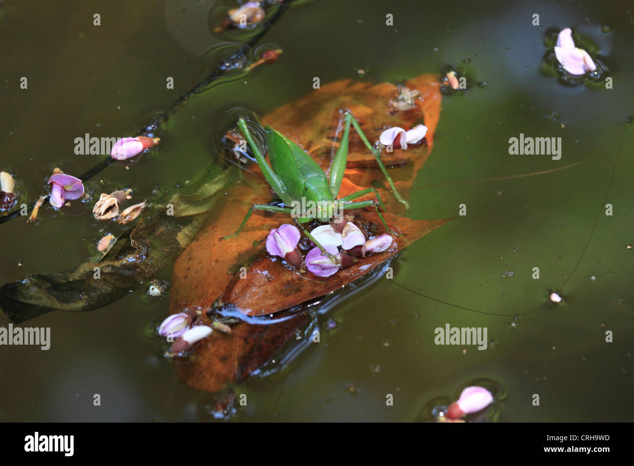 Katydid on floating leaf in rainforest stream.  Corcovado National Park, Osa Peninsula, Costa Rica. Stock Photo