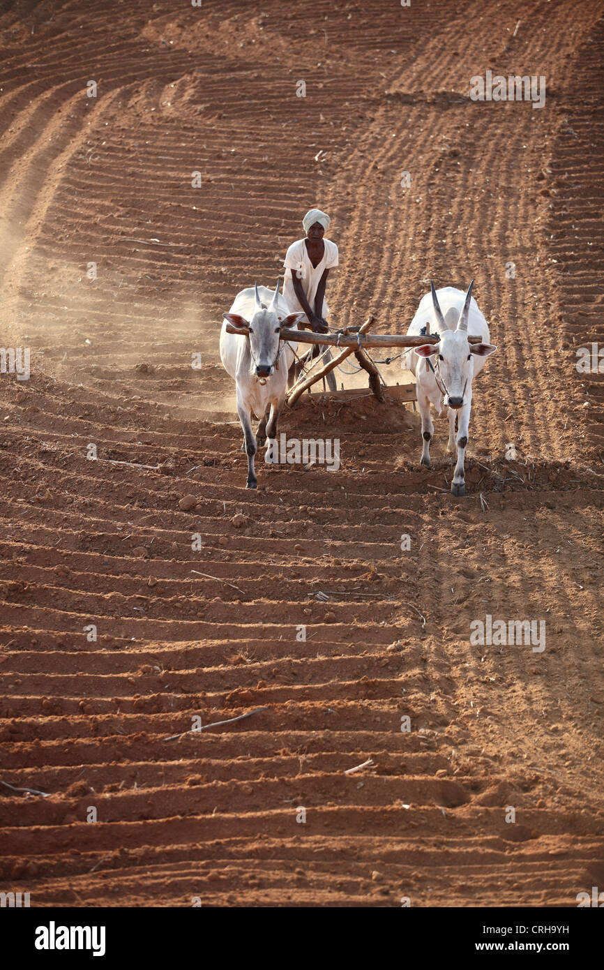 Indian farmer working in his field Andhra Pradesh South India Stock ...