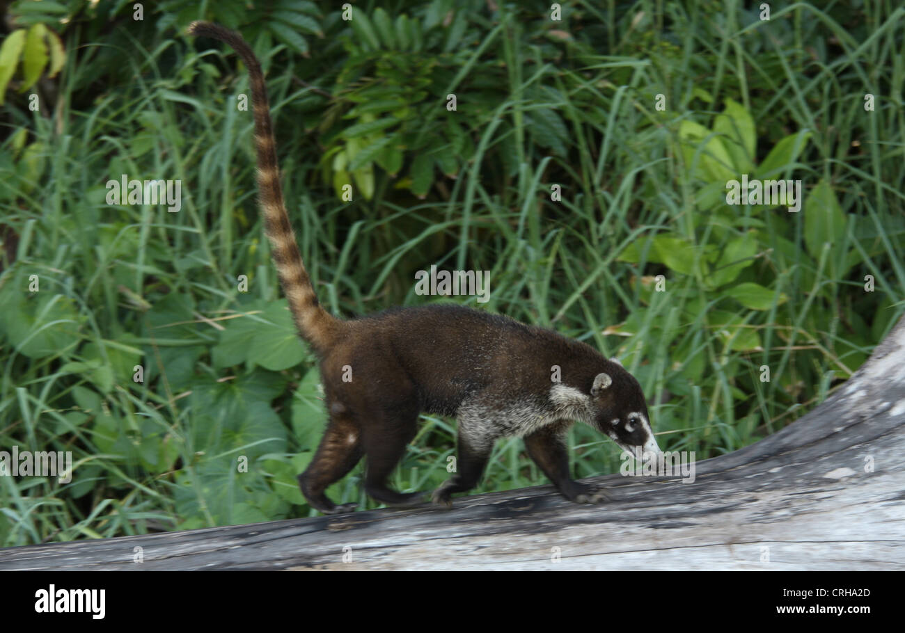 White-nosed Coati (Nasua narica) running, Corcovado National Park, Osa ...