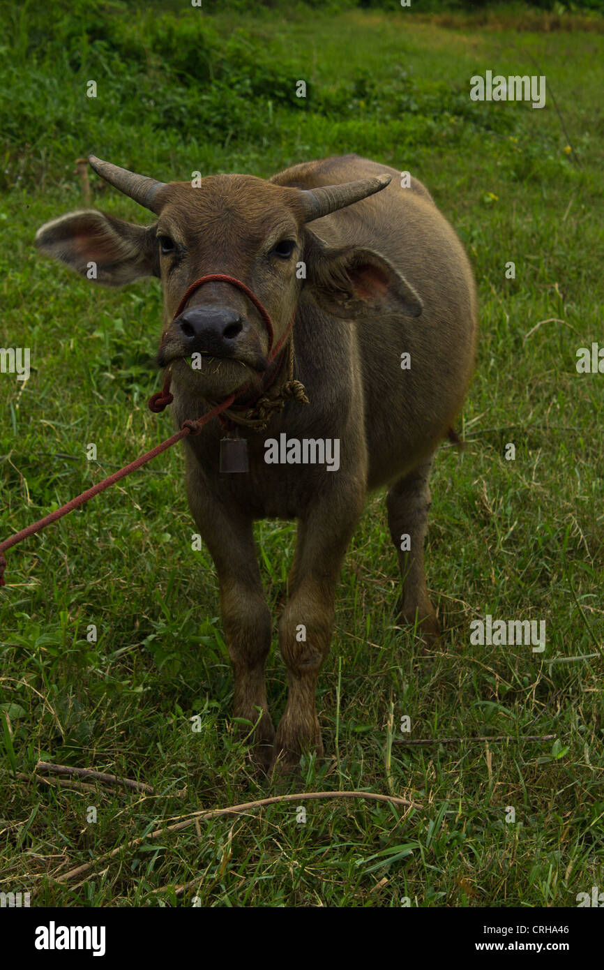 Buffalo eating in grassland in Thailand Stock Photo