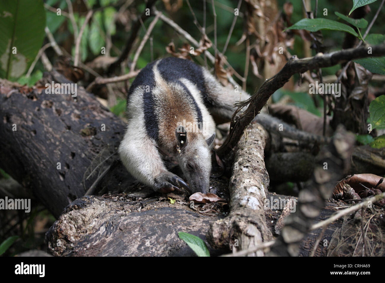 ANTEATER T-Pose! in Costa Rica 🐜 #shorts Tamandua 