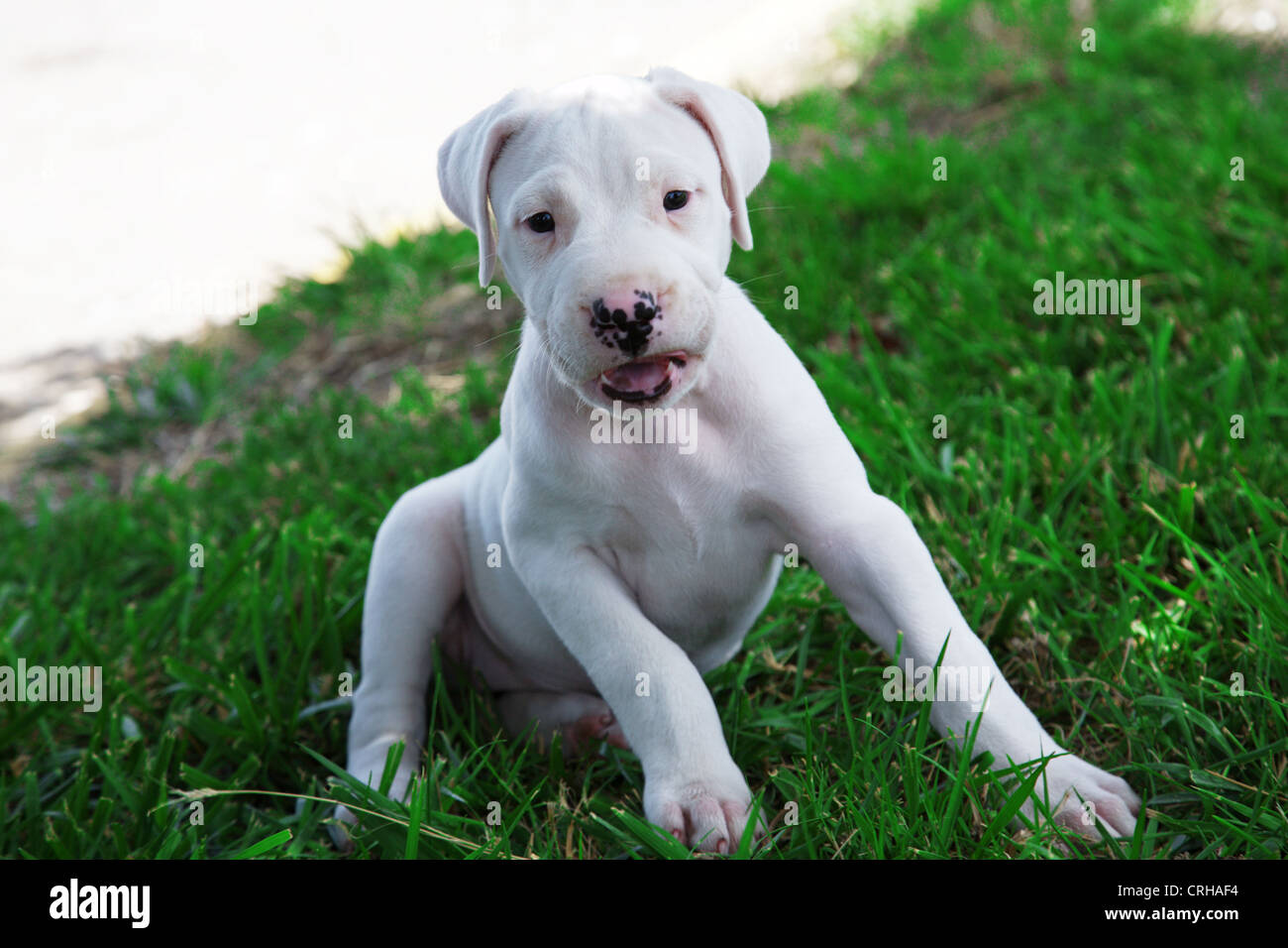 Dogo Argentino Argentine Mastiff Puppie Dog Stock Photo