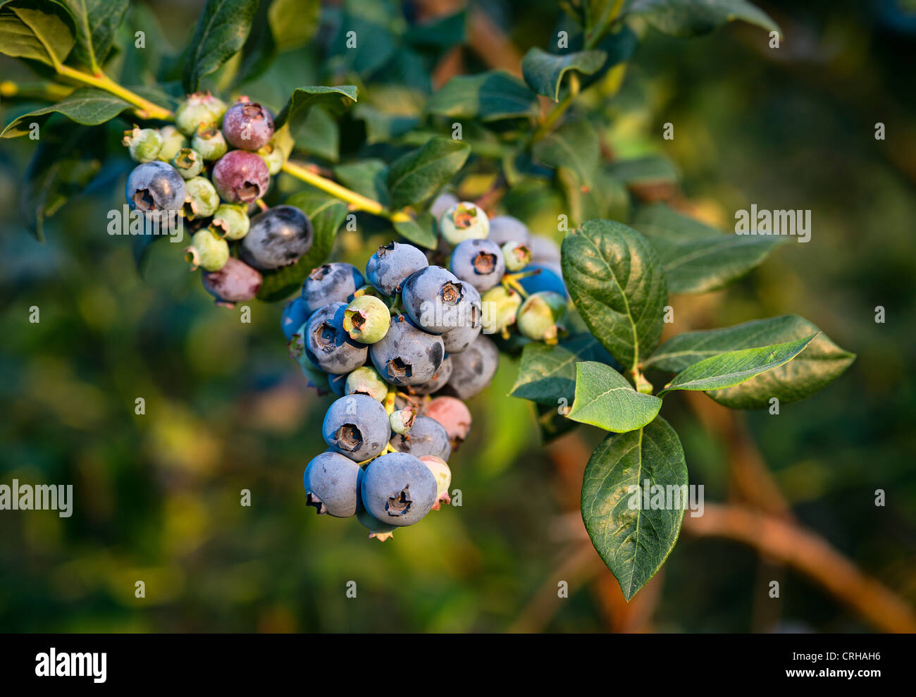 Blueberry bush, New Jersey, USA Stock Photo Alamy