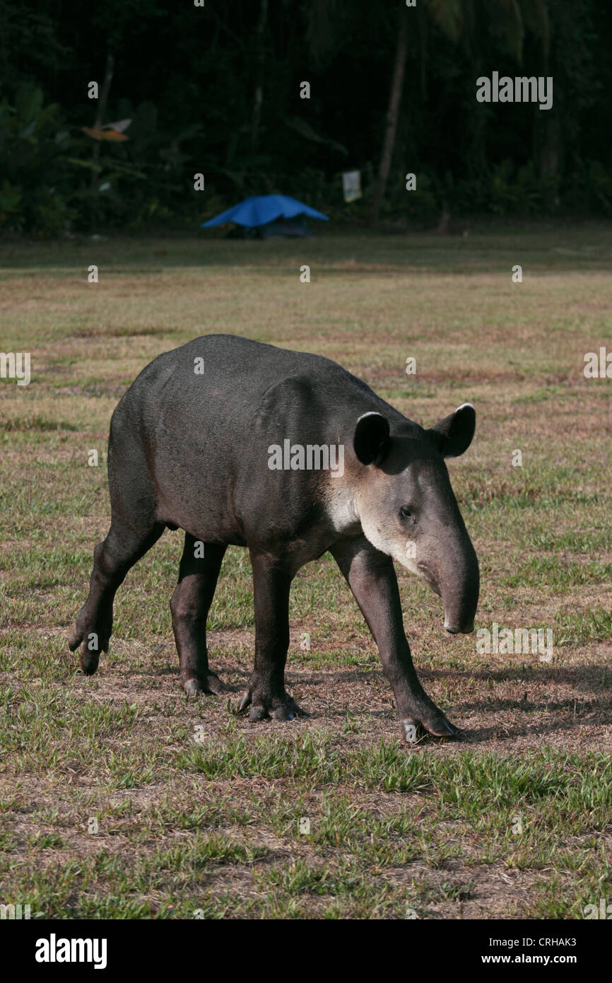 Baird’s Tapir (Tapirus bairdii). Corcovado National Park, Osa Peninsula, Costa Rica. Stock Photo
