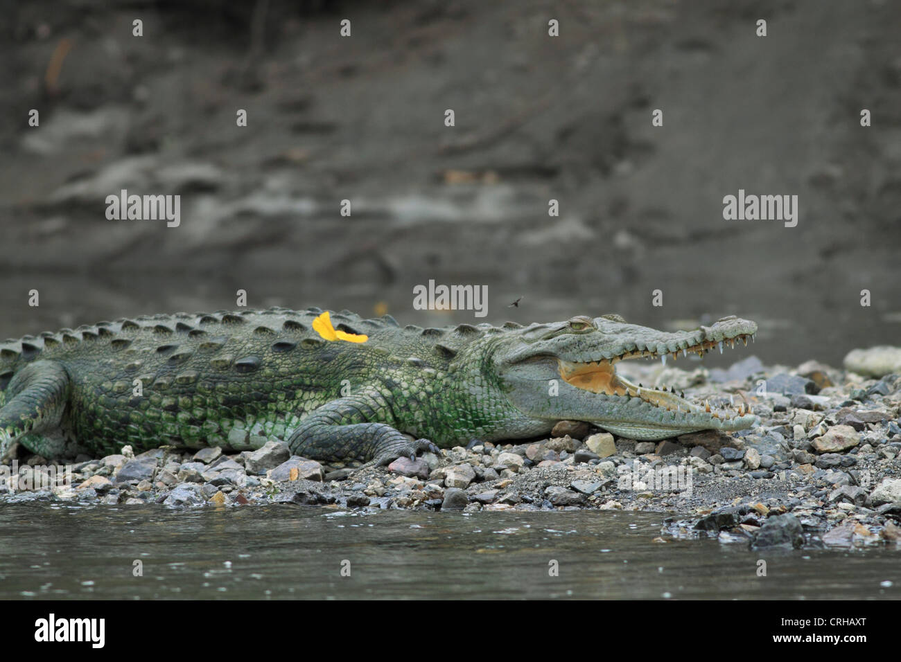 American Crocodile (Crocodylus acutus) gaping to cool body temperature.  River Tempisque, Guanacaste, Costa Rica. Stock Photo