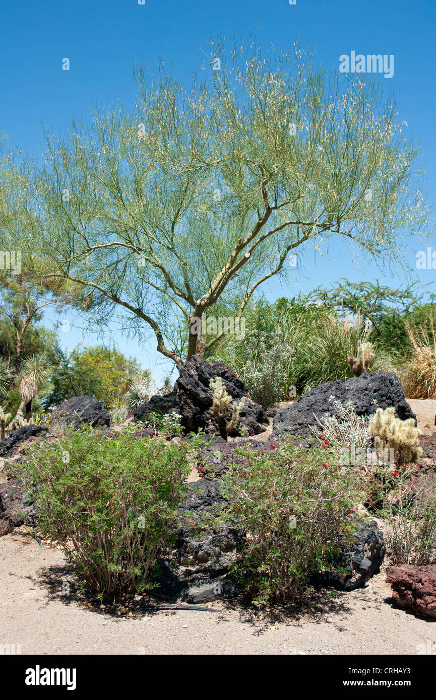 HENDERSON, NEVADA, USA JUNE 15, 2012 Cactus gardens at the Ethel M