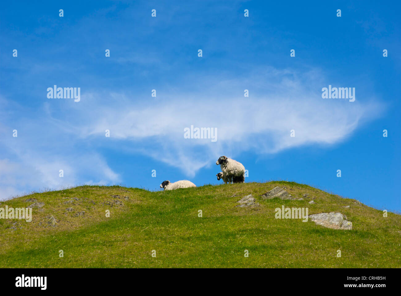 Three sheep on top of hill, Lake District National Park, Cumbria, England UK Stock Photo