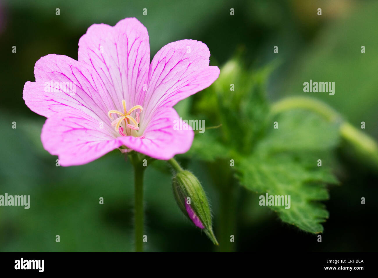 Early summer flowering geranium hires stock photography and images Alamy