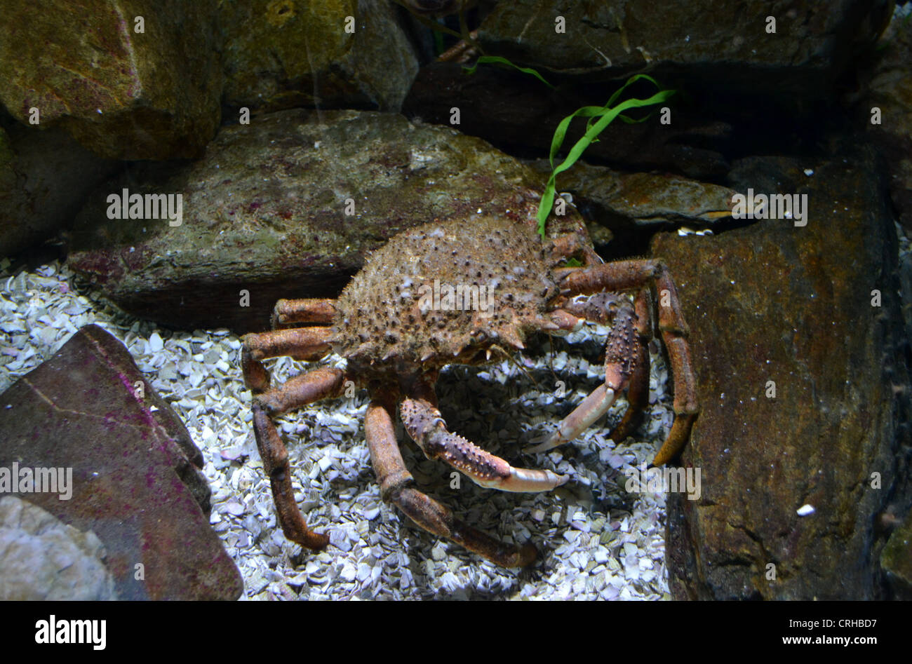 Spider Crab Stock Photo
