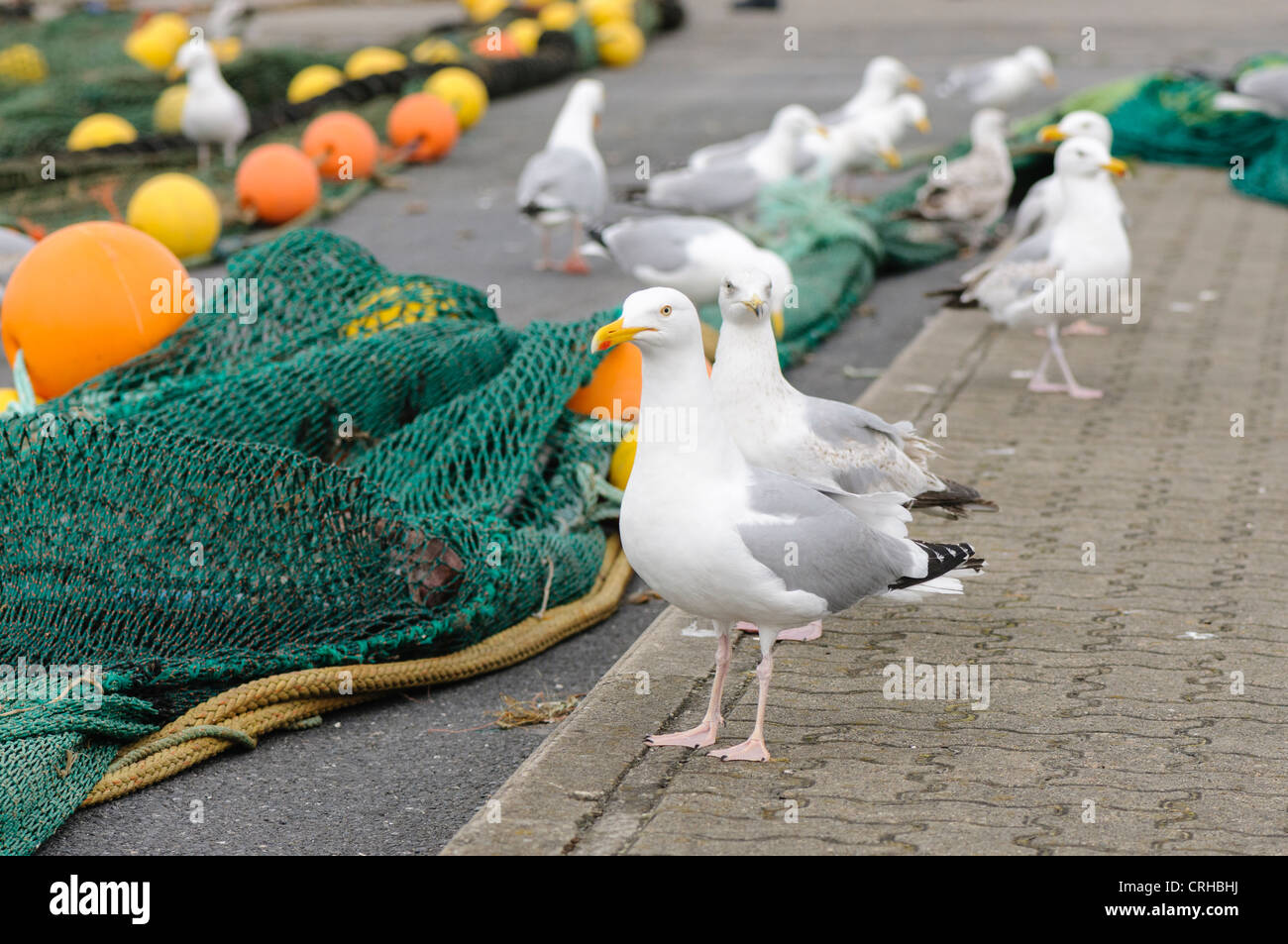 Gulls pick fish pieces from a fishing net as it is laid out to dry at a harbour Stock Photo