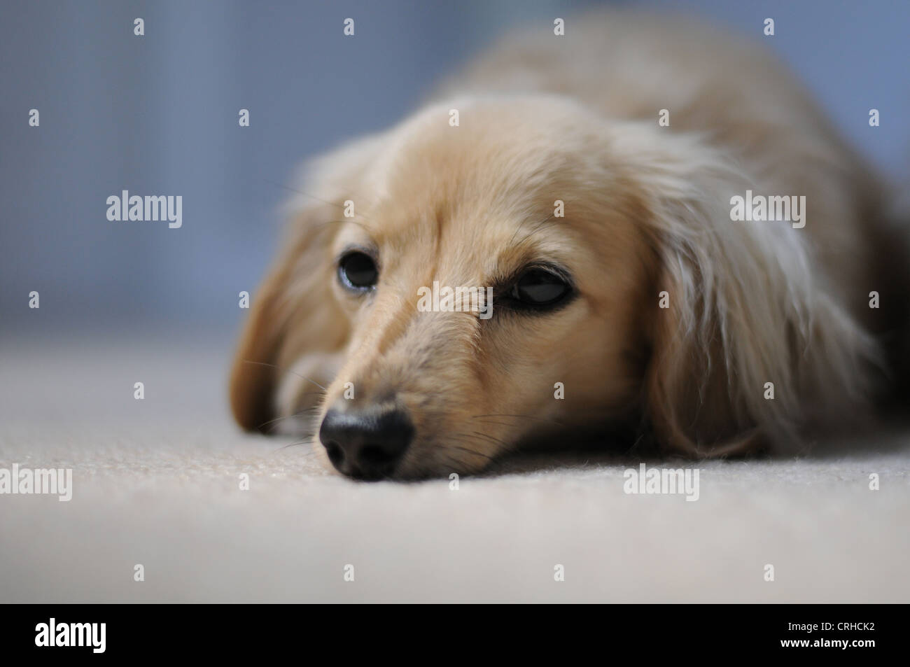 Long Haired Miniature Dachshund Puppy Lying Stock Photos Long