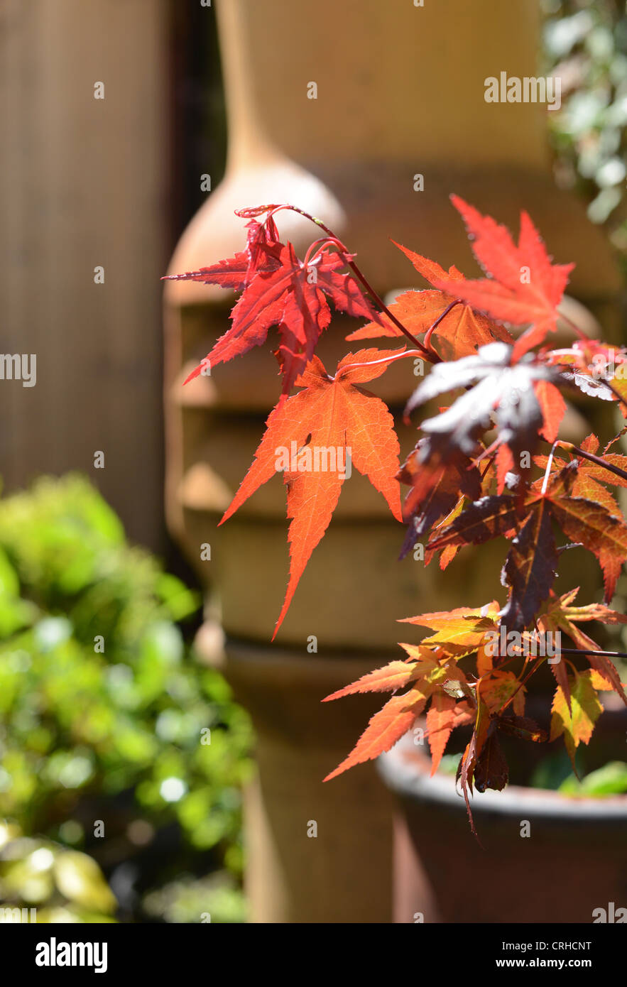 Japanese Acer growing in a pot in a garden in the UK on a sunny day Stock Photo