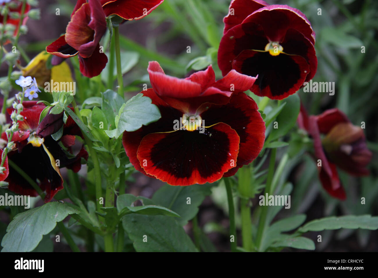 Pansies in bloom Stock Photo Alamy