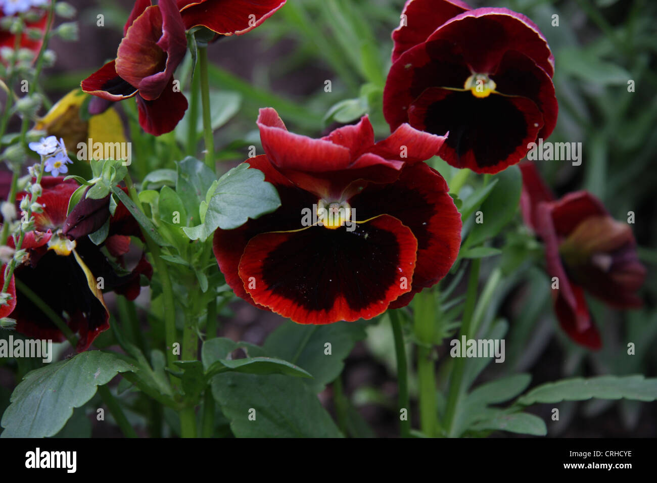 Pansies in bloom Stock Photo