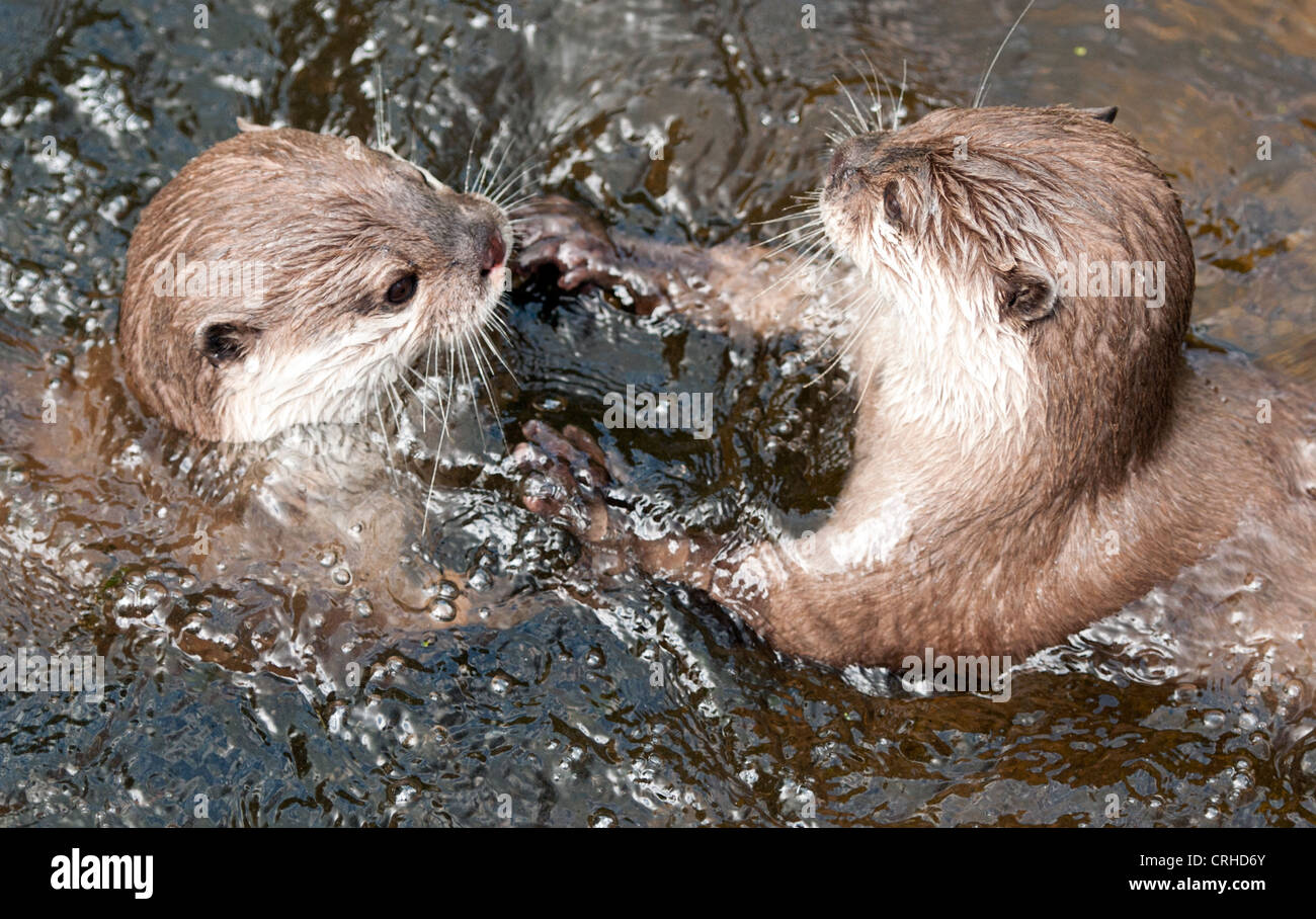 Otters play-fighting Stock Photo