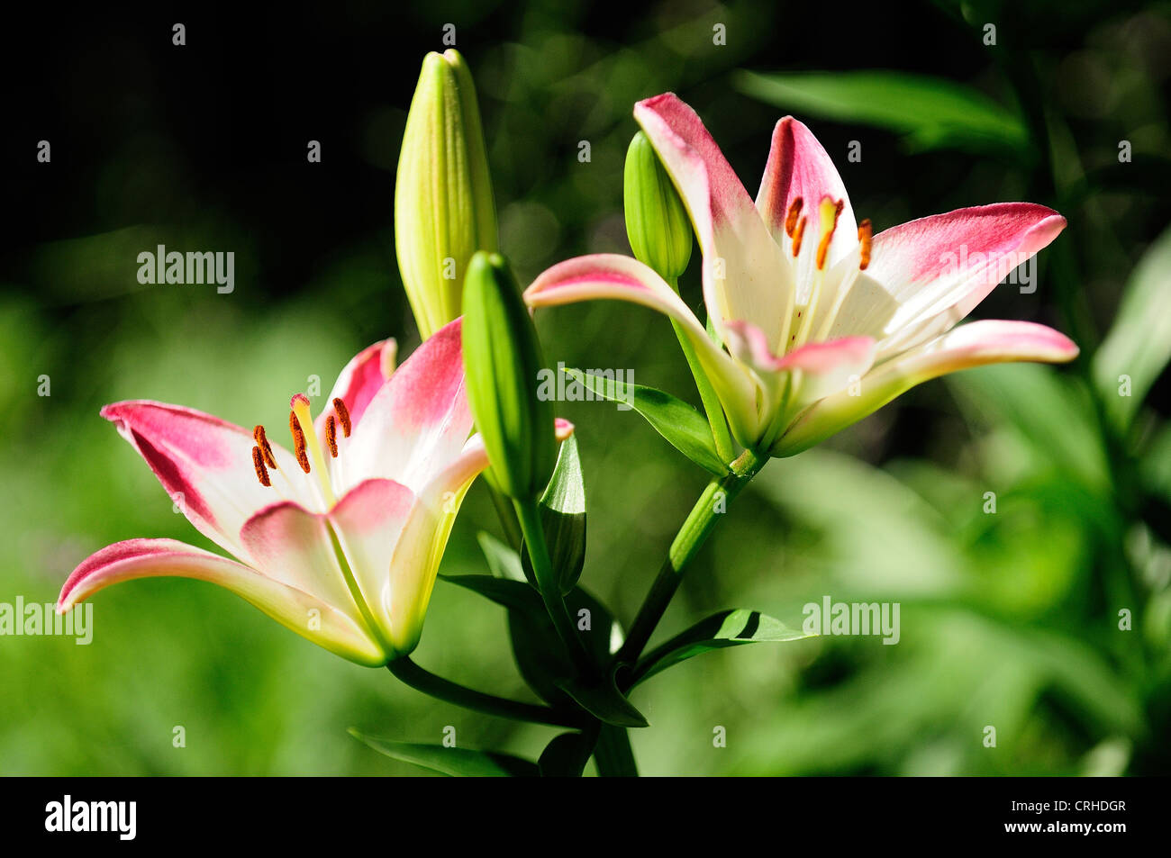 Beautiful Day Lilies Stock Photo