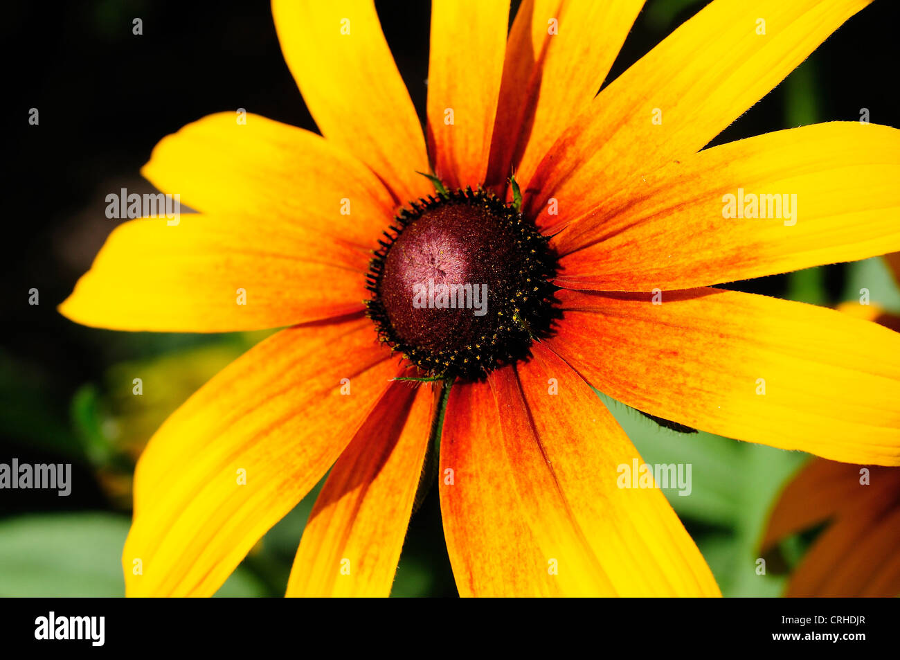 Yellow and Light Orange Daisies Stock Photo Alamy