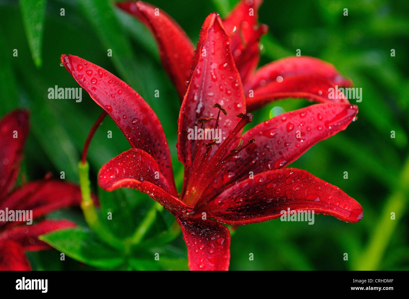 Beautiful Day Lilies Stock Photo