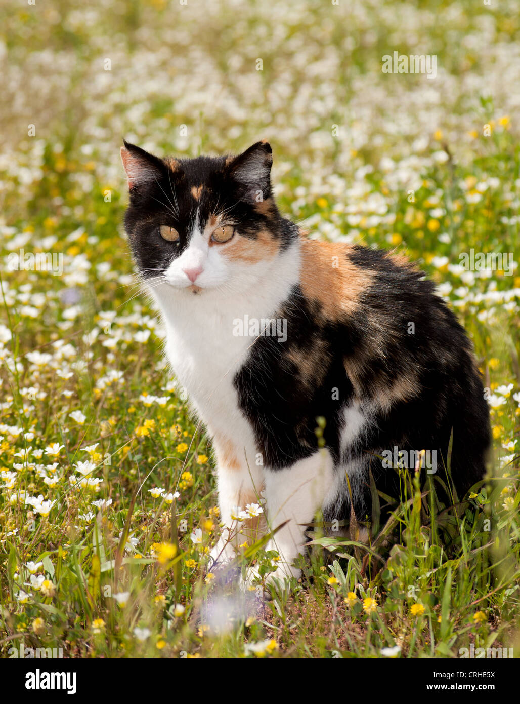 Beautiful calico cat sitting in the middle of spring wildflowers Stock Photo