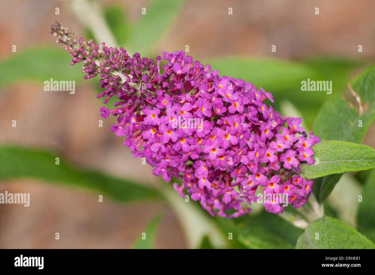 Pink bloom of a Butterfly Bush Stock Photo Alamy