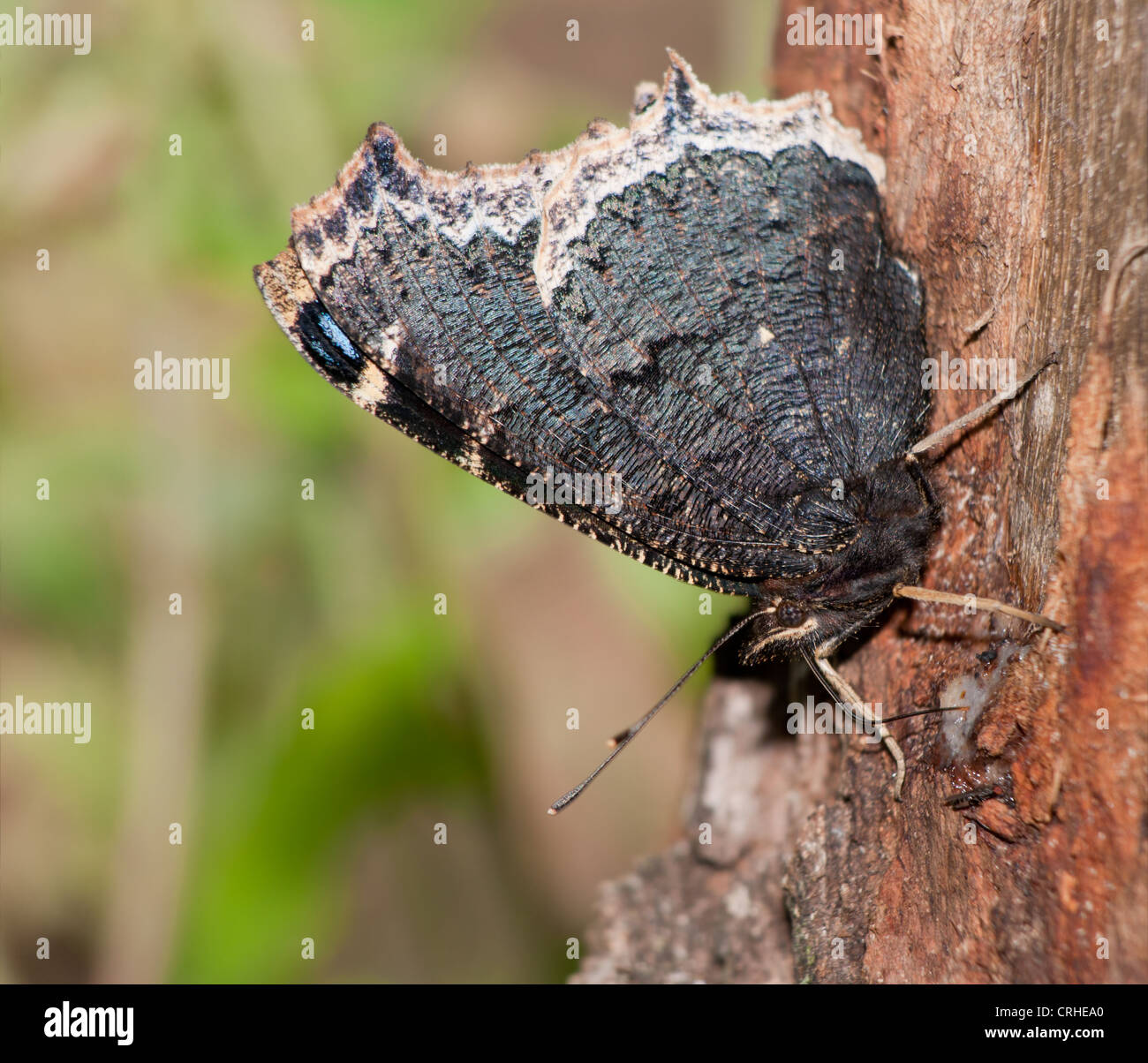 Ventral view of Mourning Cloak, Nymphalis antiopa butterfly, feeding on tree sap Stock Photo