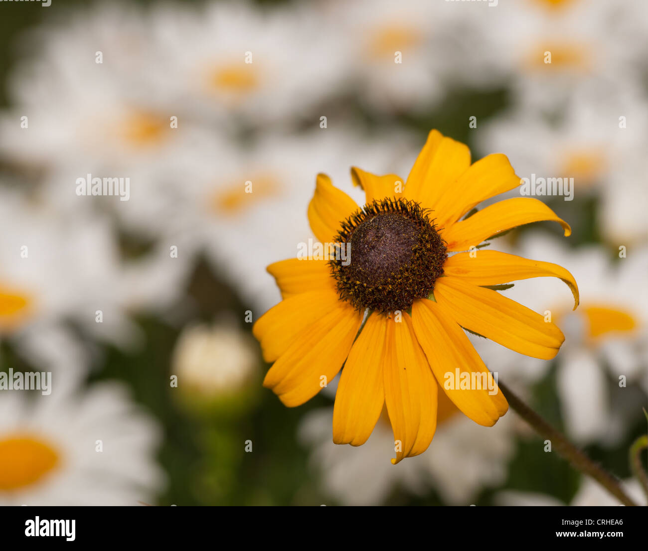Yellow and brown Black-eyed Susan against a sea of white Daisies Stock Photo