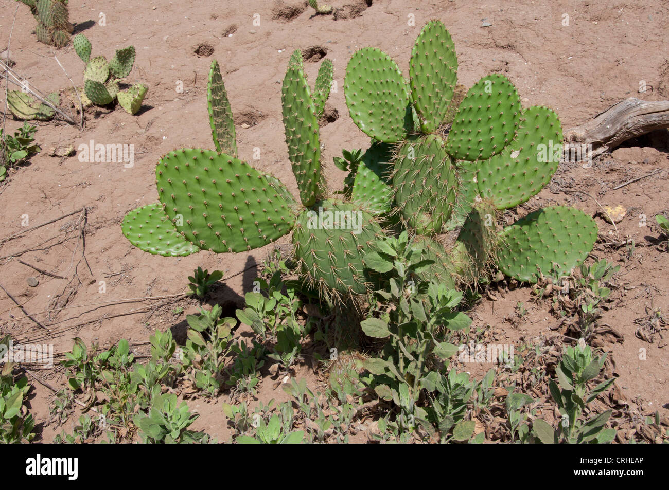Beavertail cactus hi-res stock photography and images - Alamy