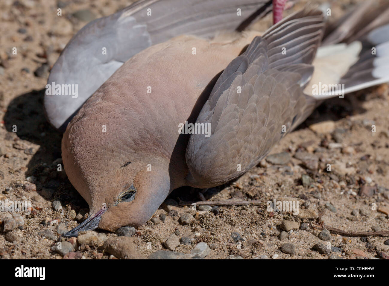 Dead Mourning dove (Zenaida macroura) on ground - California USA Stock Photo