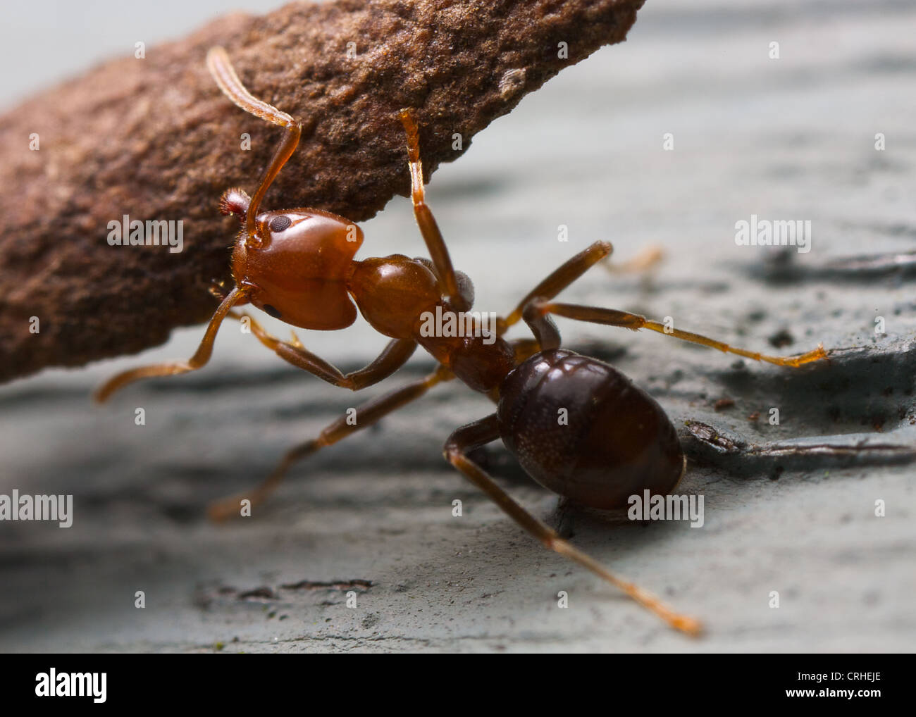 strong ant lifting a wood fibre Stock Photo - Alamy