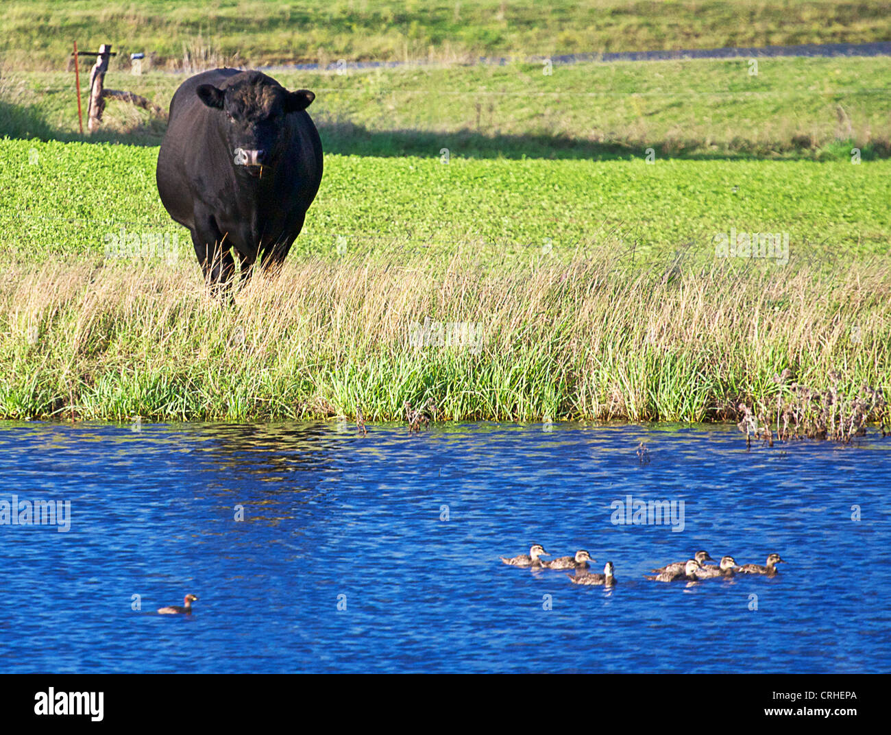 cow watching ducks Stock Photo