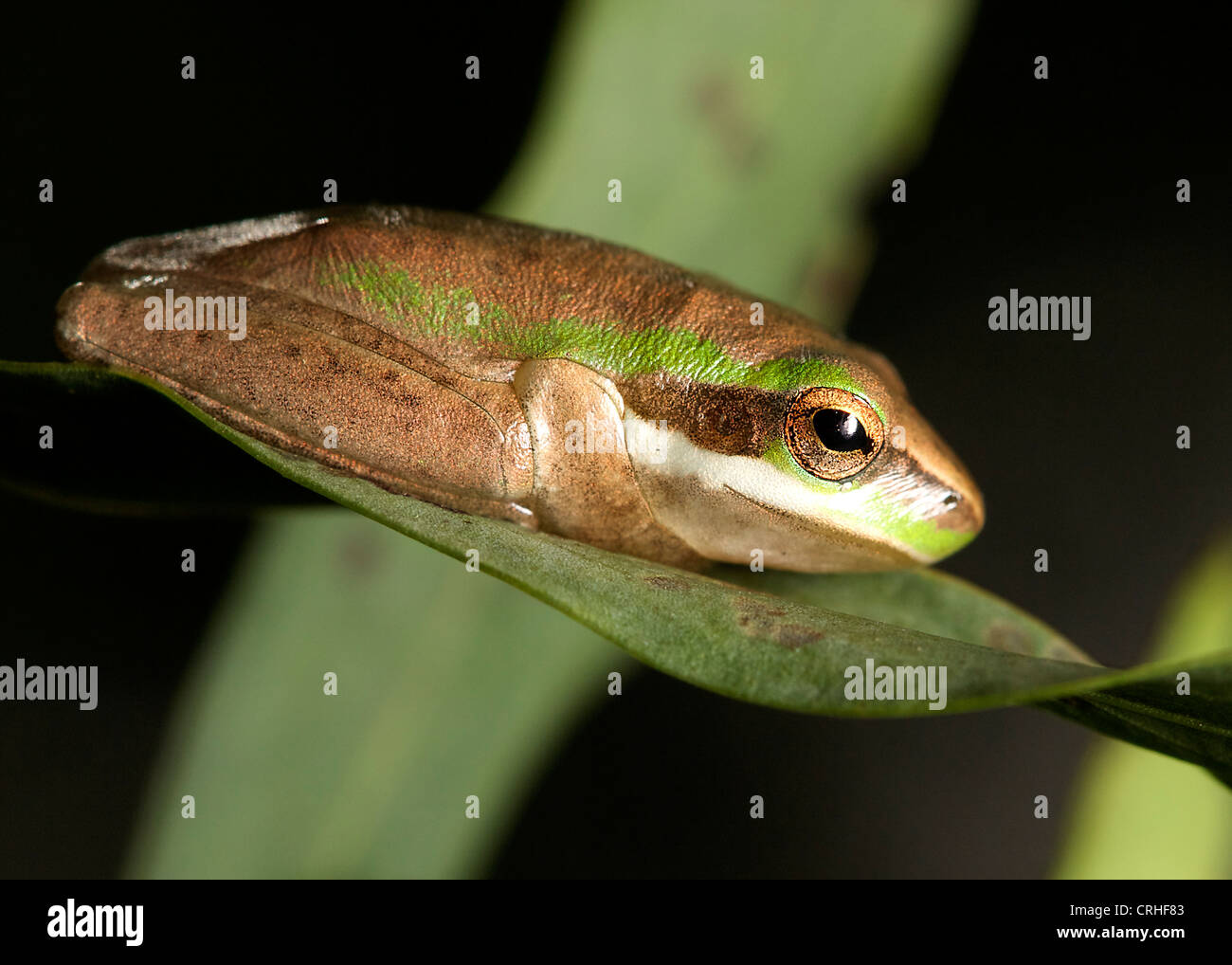 green frog sitting on leaf Stock Photo