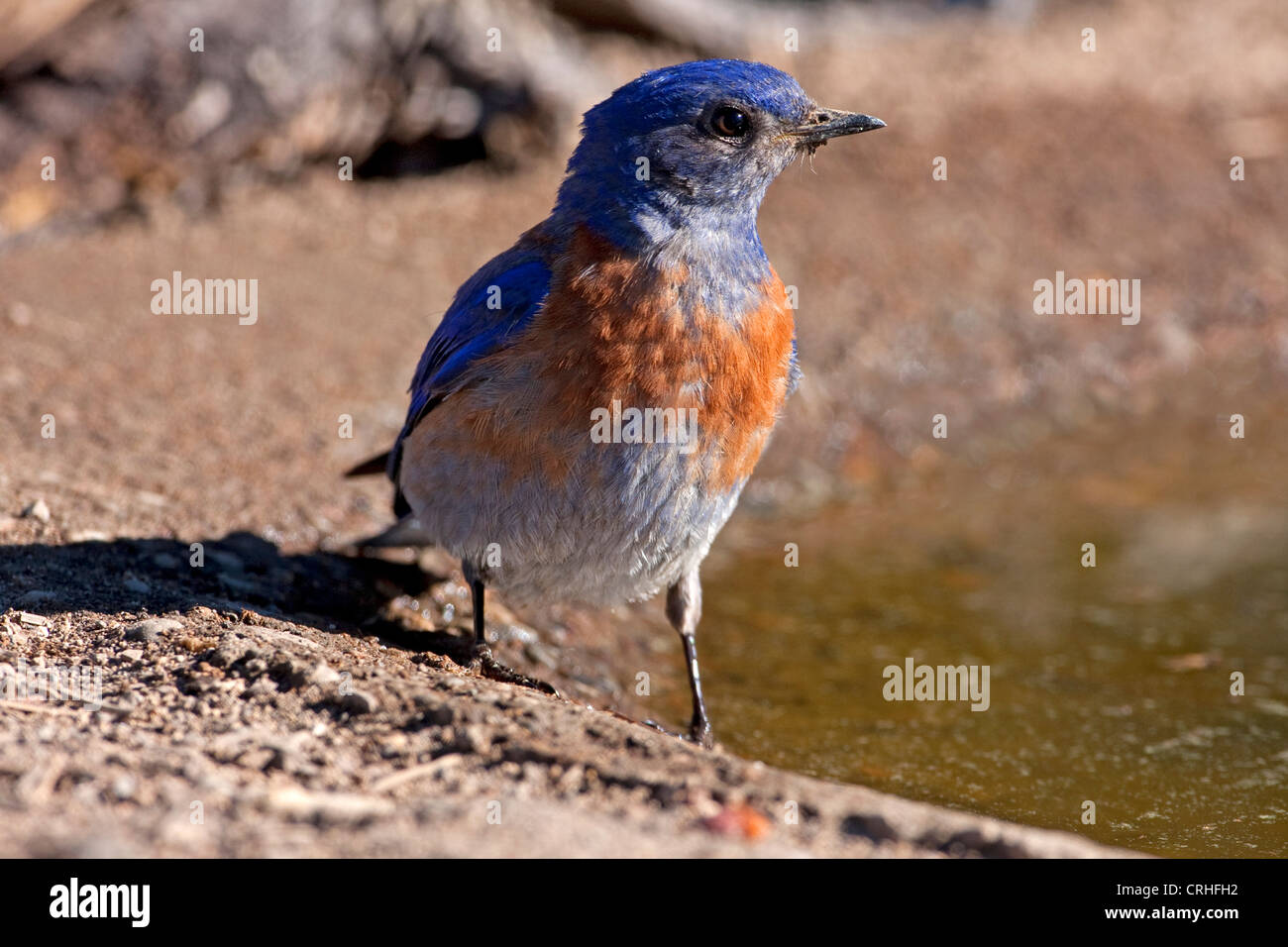 Western Bluebird (Sialia mexicana) male at the edge of a small pond at