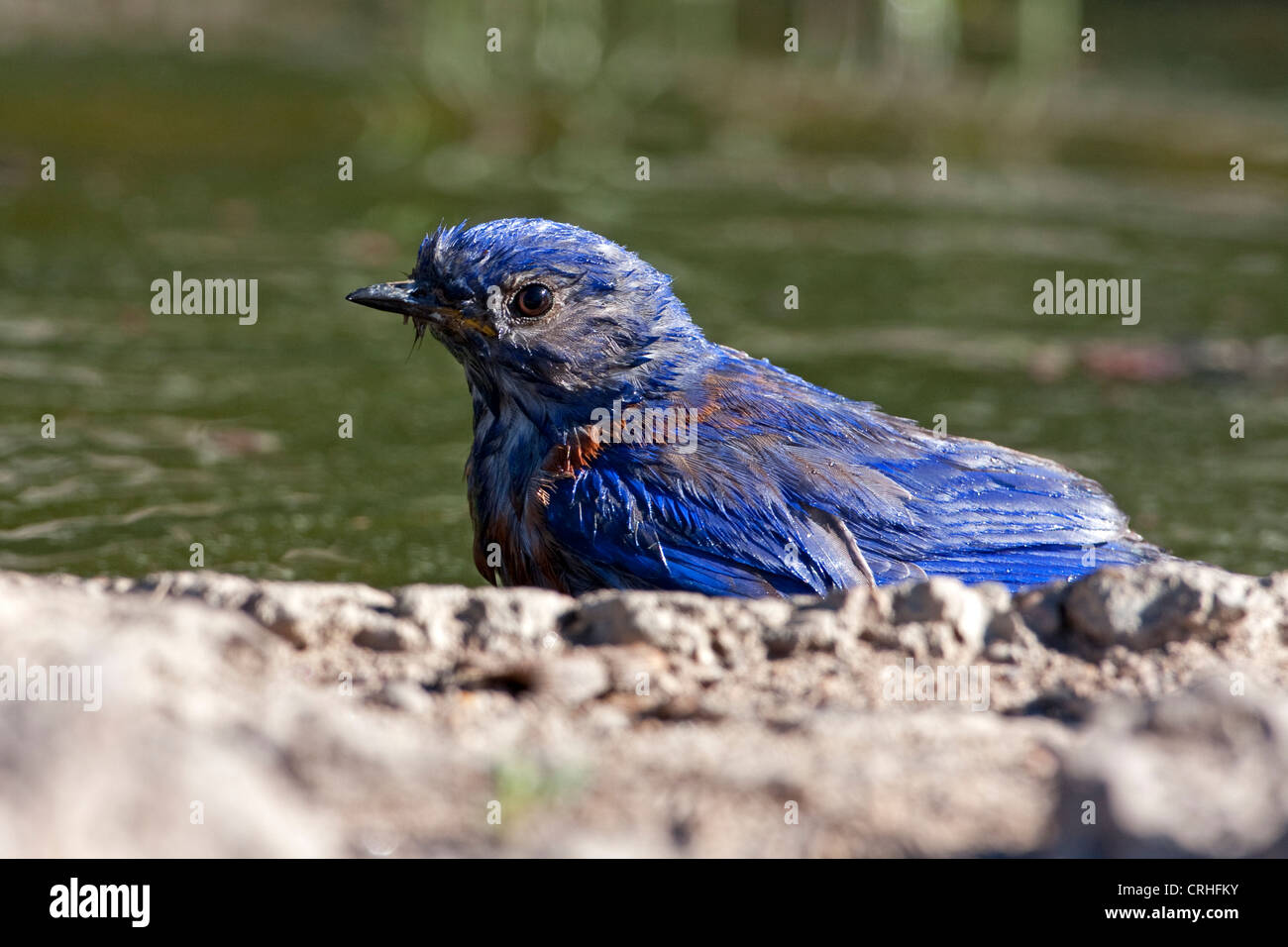 Western Bluebird (Sialia mexicana) male at the edge of a small pond at