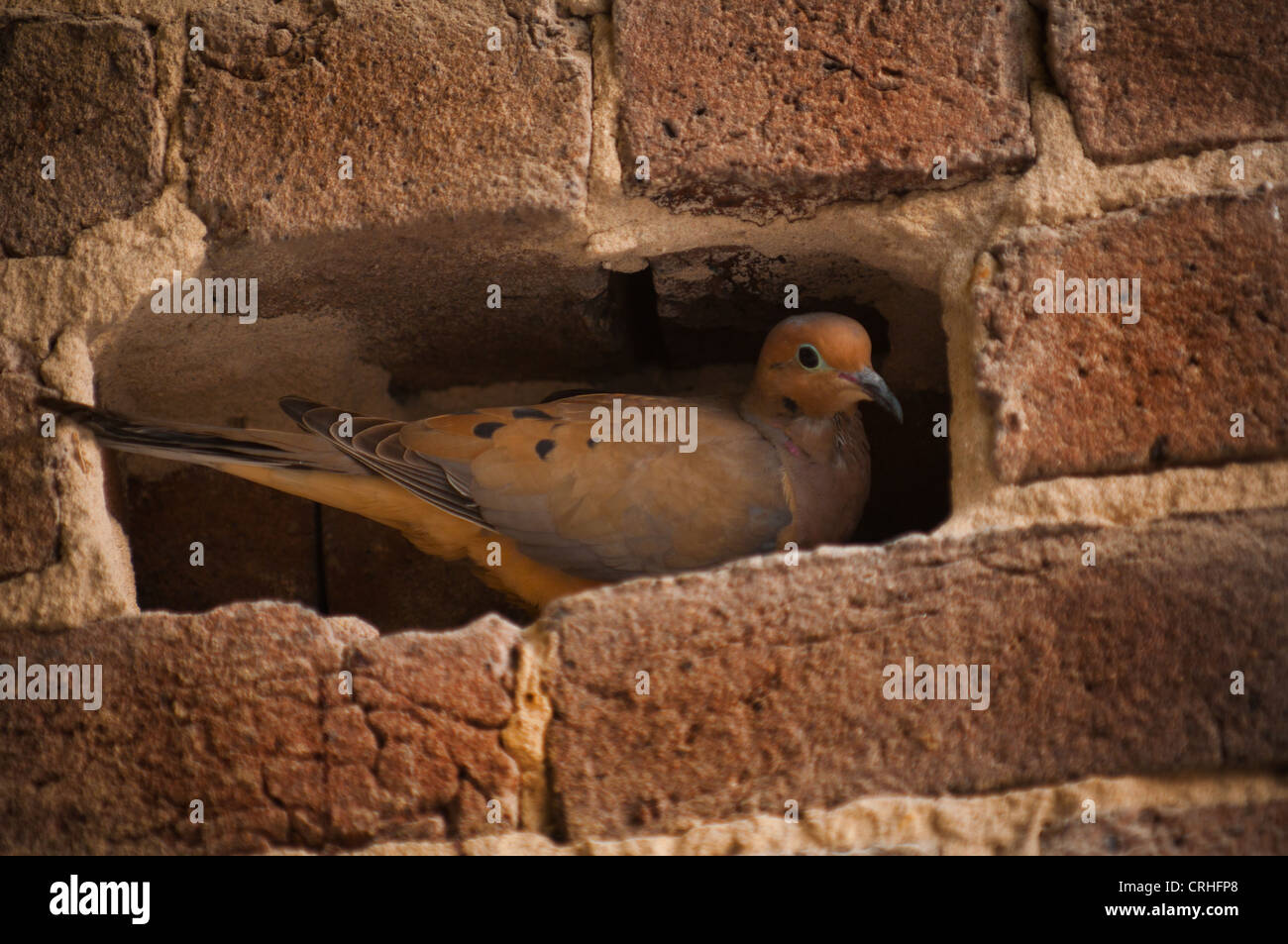 Dove in a hole of a brick wall Stock Photo