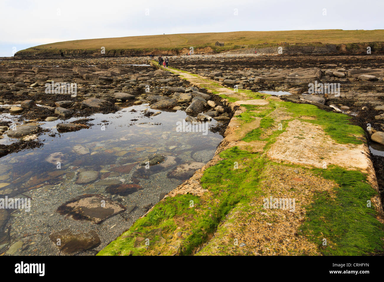 Seaweed covered causeway to Brough of Birsay historic site with people walking across to tidal island at low tide Orkney Islands Stock Photo