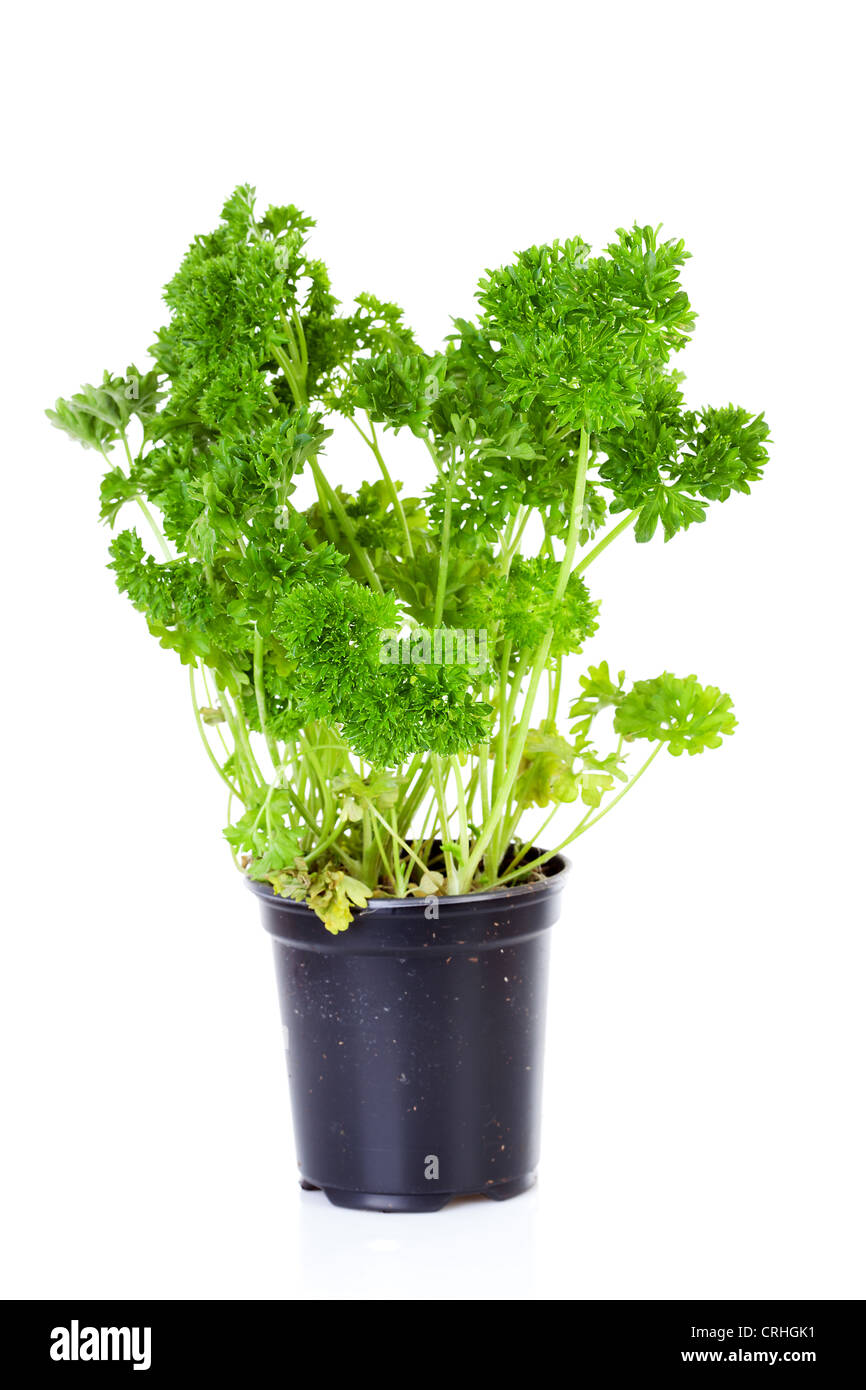 plant of parsley in pot over white background Stock Photo Alamy
