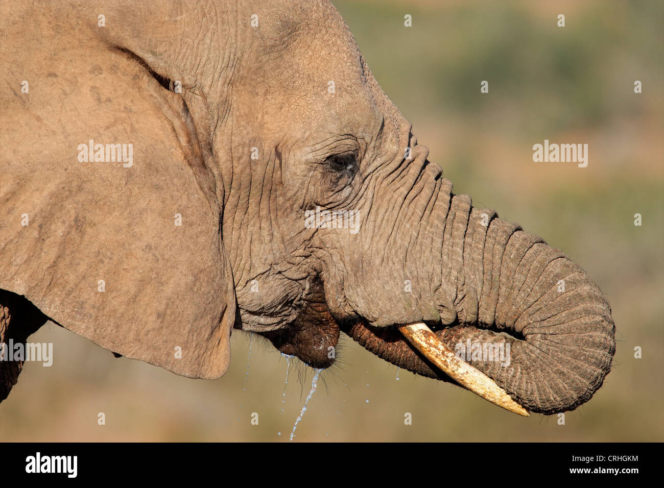Portrait of an African elephant (Loxodonta africana) drinking water, South Africa Stock Photo