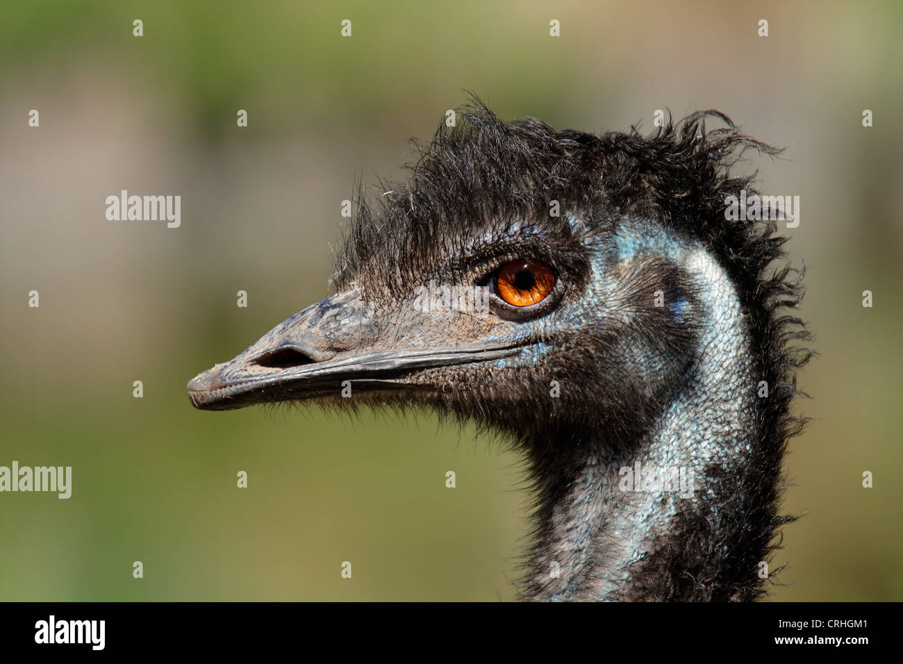 Portrait of an Emu (Dromaius novaehollandiae), Australia Stock Photo