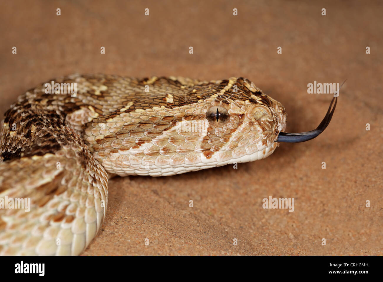 Close-up of a puff adder (Bitis arietans) snake with flicking tongue Stock Photo