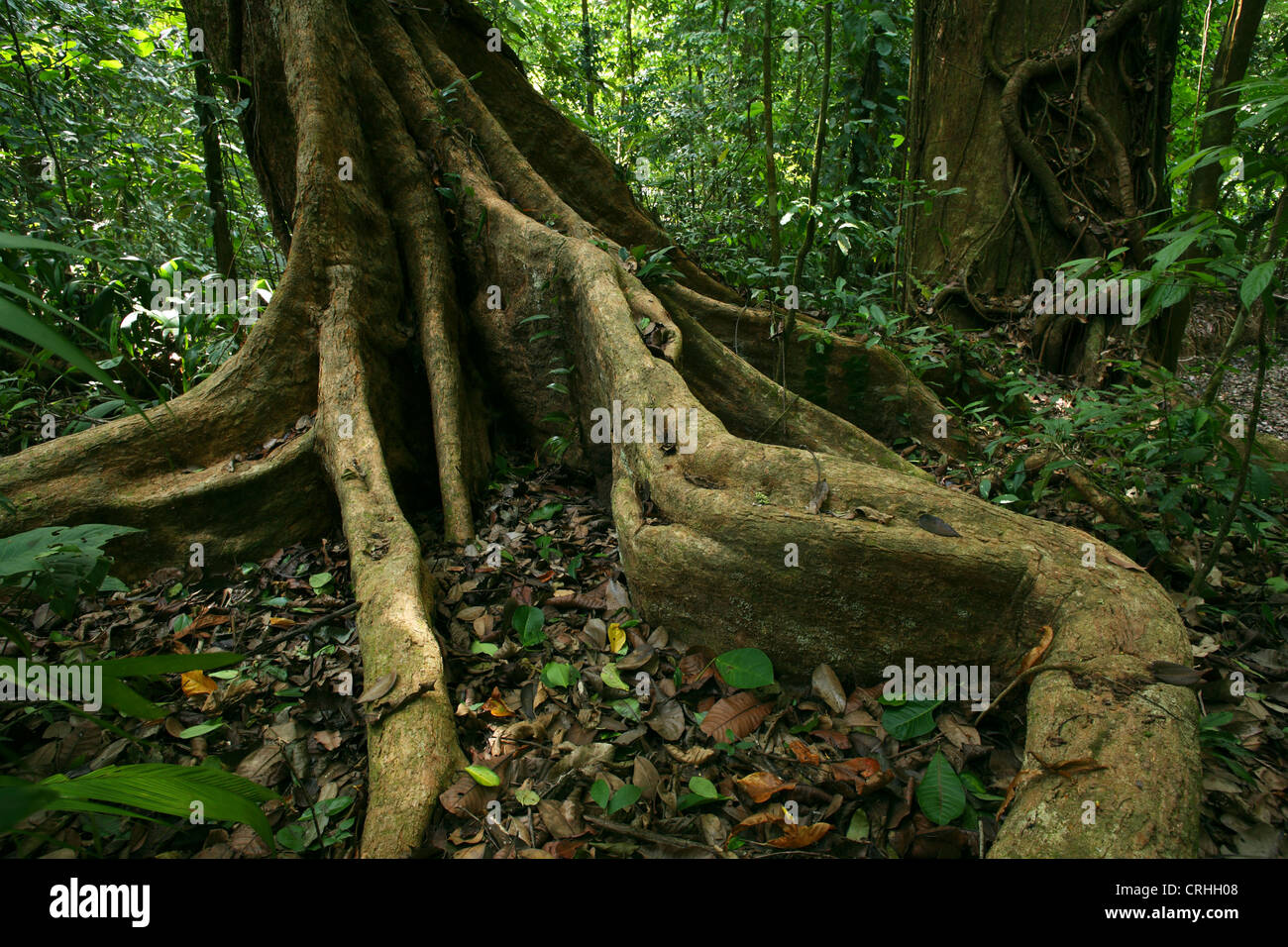 Buttress roots in rainforest. Corcovado National Park, Osa Peninsula ...