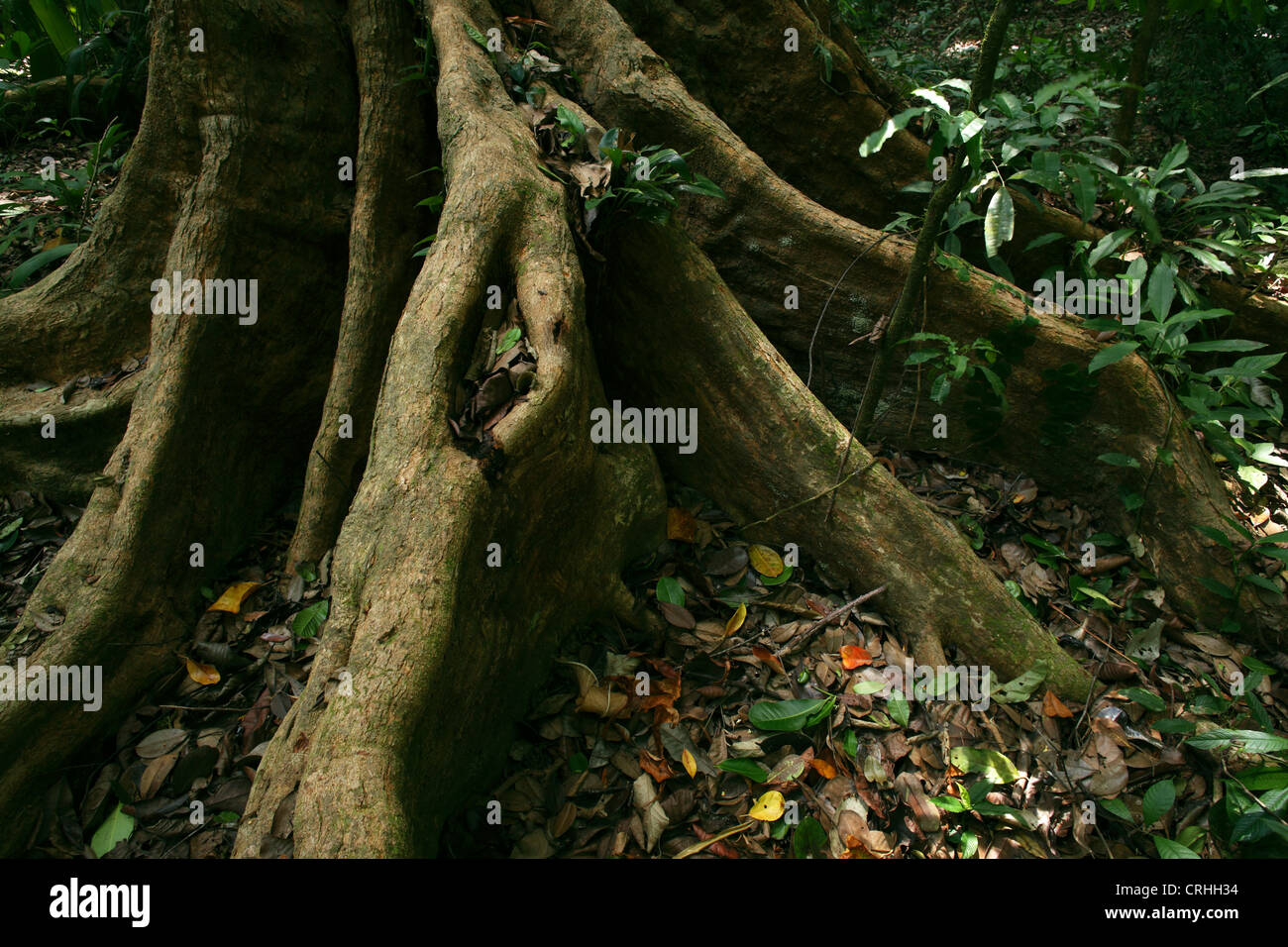 Buttress roots in rainforest. Corcovado National Park, Osa Peninsula, Costa Rica. March 2012. Stock Photo