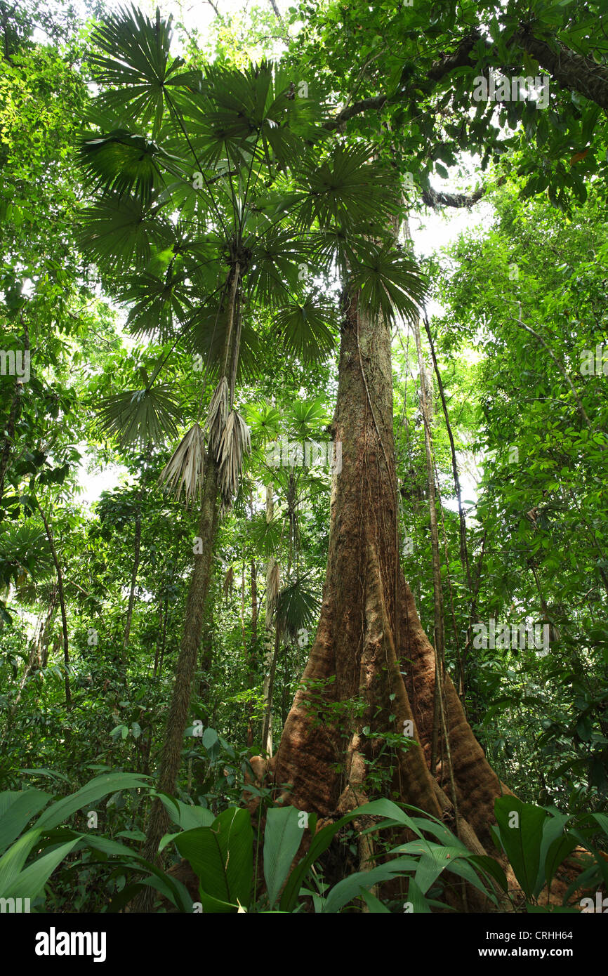 Rainforest, Corcovado National Park, Osa Peninsula, Costa Rica. March 2012. Stock Photo