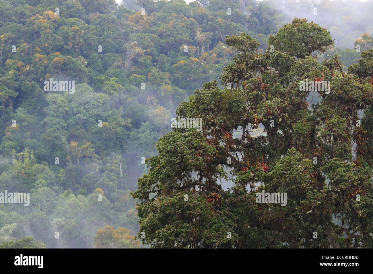 Oak trees (Quercus costaricensis) in cloud forest on Cerro de la Muerte mountain, south-east of San José. May 2012. Stock Photo