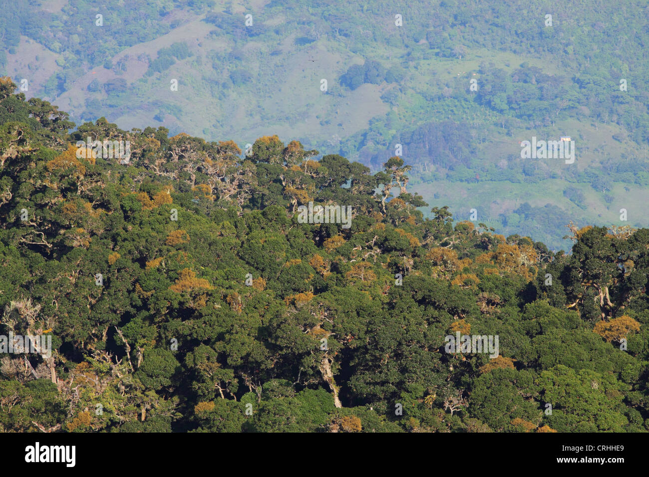 Deforested land beyond oak trees (Quercus costaricensis) in cloud forest on Cerro de la Muerte mountain, south-east of San José. Stock Photo