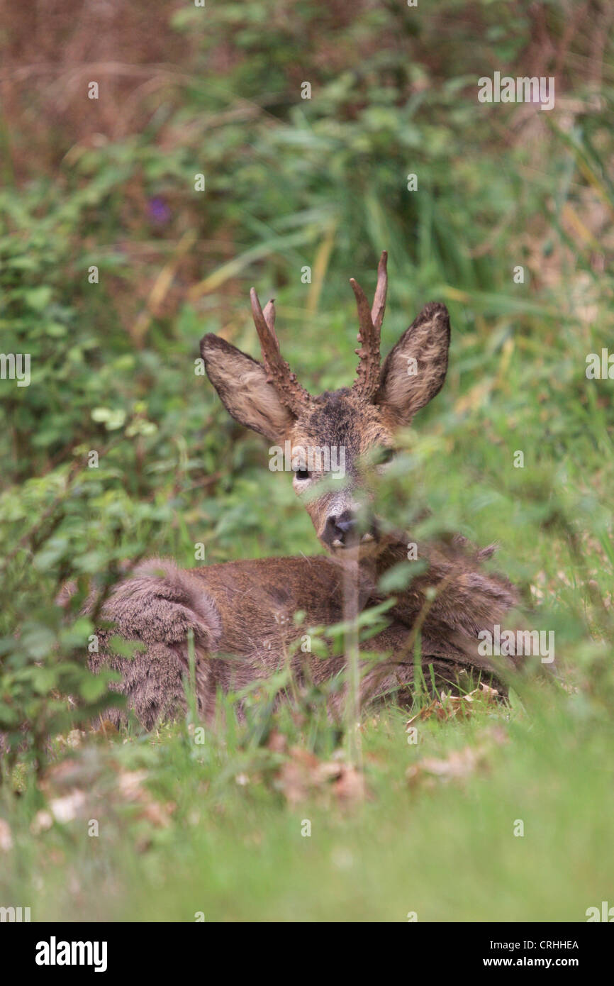 Roe Deer Buck (Capreolus capreolus). Dorset, England. Stock Photo